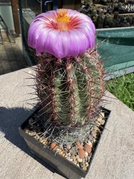 Preview: Thelocactus bicolor